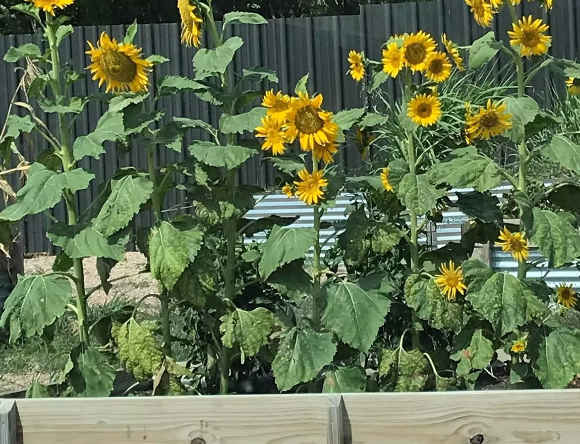 Raised Garden Beds